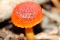 Hygrocybe miniata image