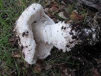 Amanita magniverrucata image