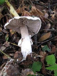 Agaricus albolutescens image