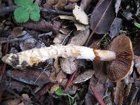 Cortinarius glutinosoarmillatus image