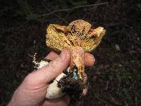 Lactarius rubrilacteus image