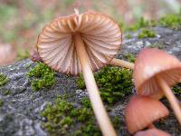 Mycena californiensis image