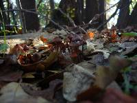 Mycena californiensis image