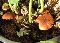 Gymnopilus luteofolius image