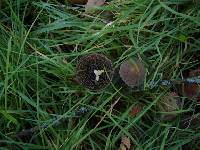 Coprinellus impatiens image