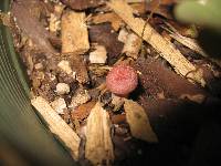 Gymnopilus luteofolius image