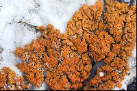 Xanthoria elegans image