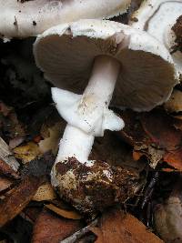 Agaricus silvicola image