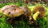 Cortinarius atrovirens image