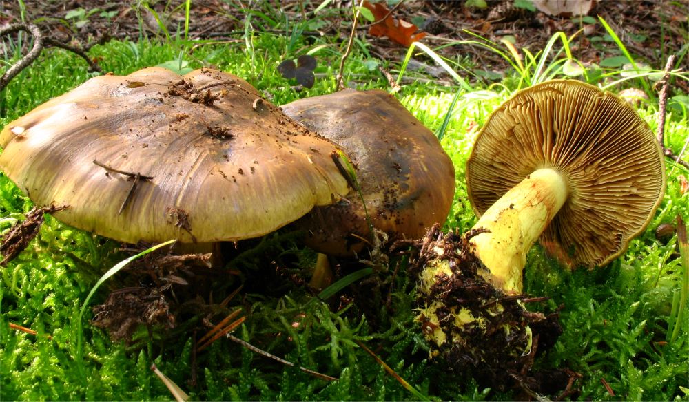 Cortinarius atrovirens image