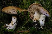 Cortinarius balteatocumatilis image