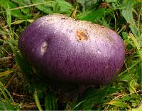 Cortinarius eucaeruleus image