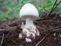 Amanita marmorata image