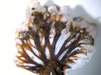 Peltigera praetextata image