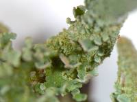 Cladonia ochrochlora image