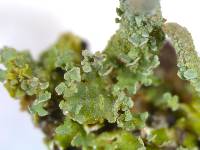 Cladonia ochrochlora image