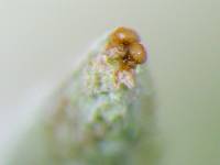 Cladonia ochrochlora image