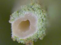 Cladonia ochrochlora image