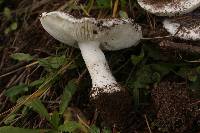 Amanita silvicola image