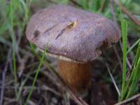 Boletus badius image