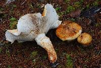 Tricholoma focale image