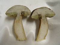 Boletus badius image