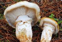 Tricholoma focale image