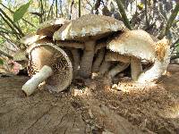 Hemipholiota populnea image