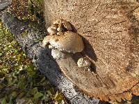 Hemipholiota populnea image