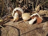 Hemipholiota populnea image