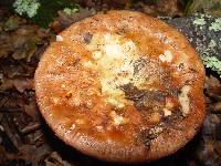 Russula vesca image