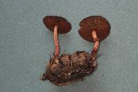 Tubaria vinicolor image