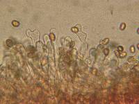 Tubaria vinicolor image