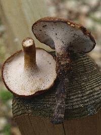 Polyporus radicatus image