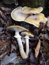 Armillaria solidipes image