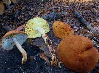 Rhodocollybia maculata var. scorzonerea image