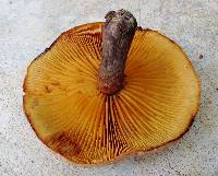 Gymnopilus pulchrifolius image