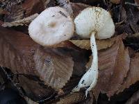 Rhodocollybia butyracea image