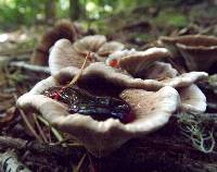 Hydnellum peckii image