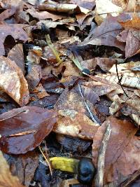 Elaphocordyceps longisegmentis image