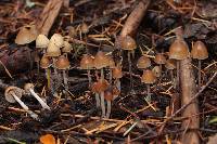 Psilocybe pelliculosa image