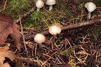 Inocybe whitei image