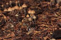 Psilocybe pelliculosa image