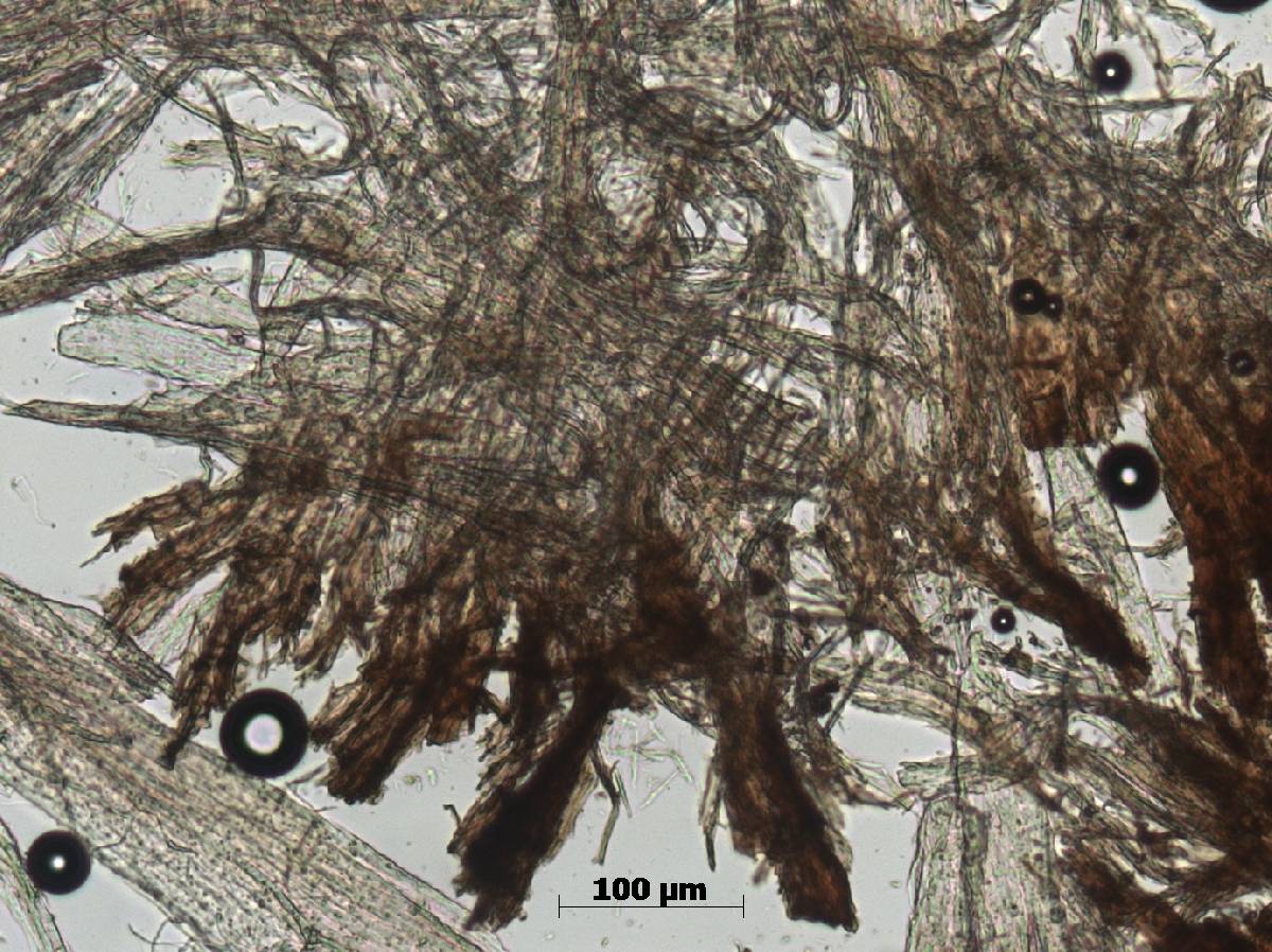 Daldinia macrospora image