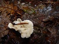 Clitopilus prunulus image
