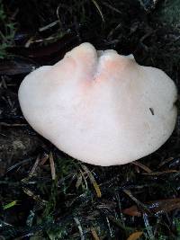 Fistulina hepatica image