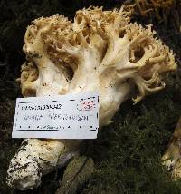 Ramaria rubrievanescens image