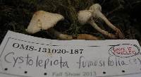 Cystolepiota fumosifolia image