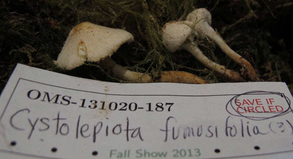 Cystolepiota fumosifolia image