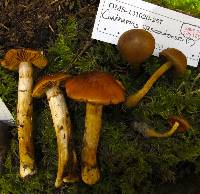 Cortinarius cascadensis image